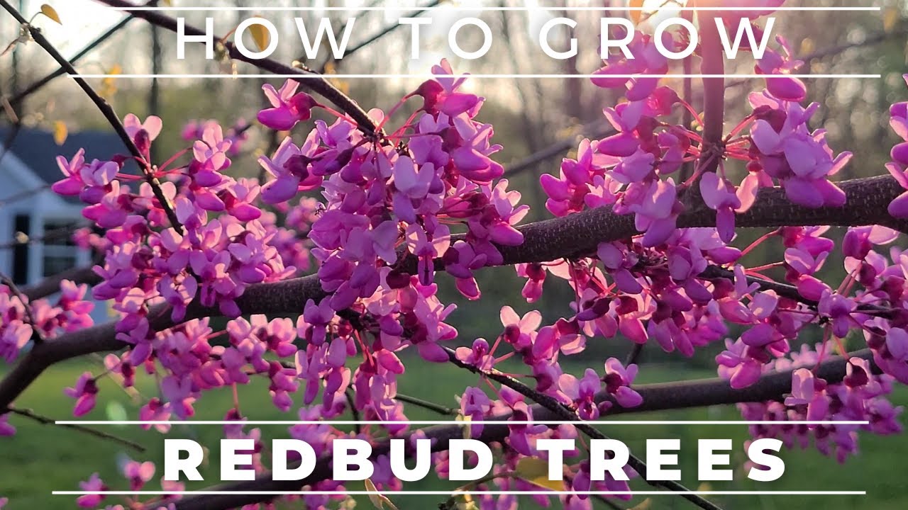 Complete Guide To The Eastern Redbud Tree YouTube Maxresdefault