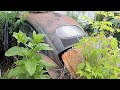 Abandoned Rare 1955 Vw Beetle Found First Drive 2110cc Buggy Abandoned Rare 1955 Vw Beetle Found First Drive 2110cc Buggy