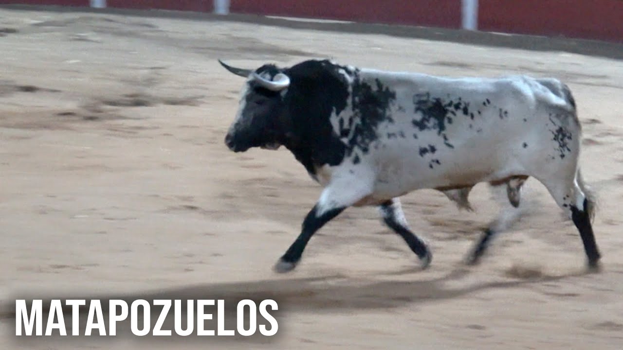 Matapozuelos 2025 Primer Encierro Toro de la Torre