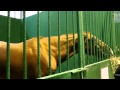 (1) Лошади в конюшне на ЭКВИРОС 2012 (720р HD!)