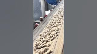 #Whiteashballpressmachine#Whitegreyballpressmachine#Whiteashballpressingmachine