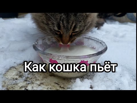 Кошка пьет молоко