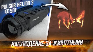 Тепловизионный монокуляр Pulsar Helion 2 XQ50F - Наблюдение за животными.