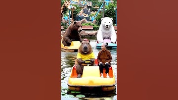 Phần 171: Capy và đám bạn đạp vịt ở đầm sen #thientruongdaily #funny #ai #capybara