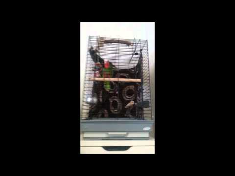 Кубинский Амазон