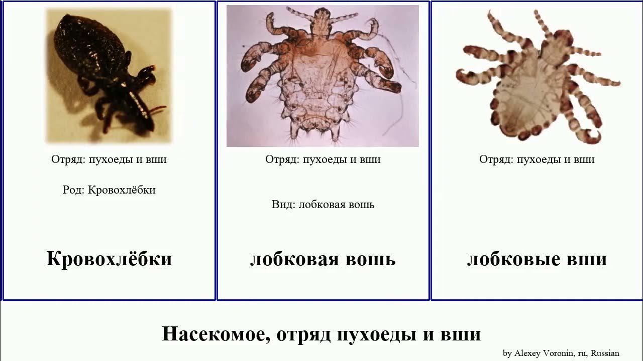 вши отряд насекомых