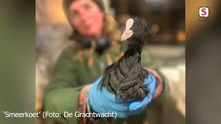 Download Lagu Honderden liters olie lekken Leidse grachten in MP3