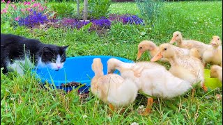 The cat came to funny ducklings