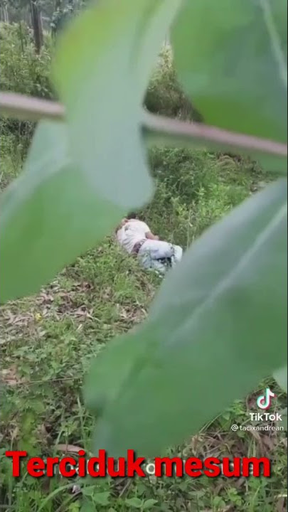 Terciduk mesum di hutan#Shorts