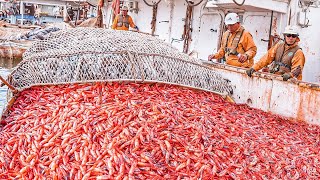 How Chinese Farms Raise Billions of Shrimp Every Year