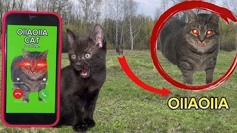 IF OIIAOIIA CAT IS CALLING YOU - RUN ( at 3 am )