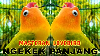 Masteran Lovebird Fighter Ngekek Panjang Jeda Rapat