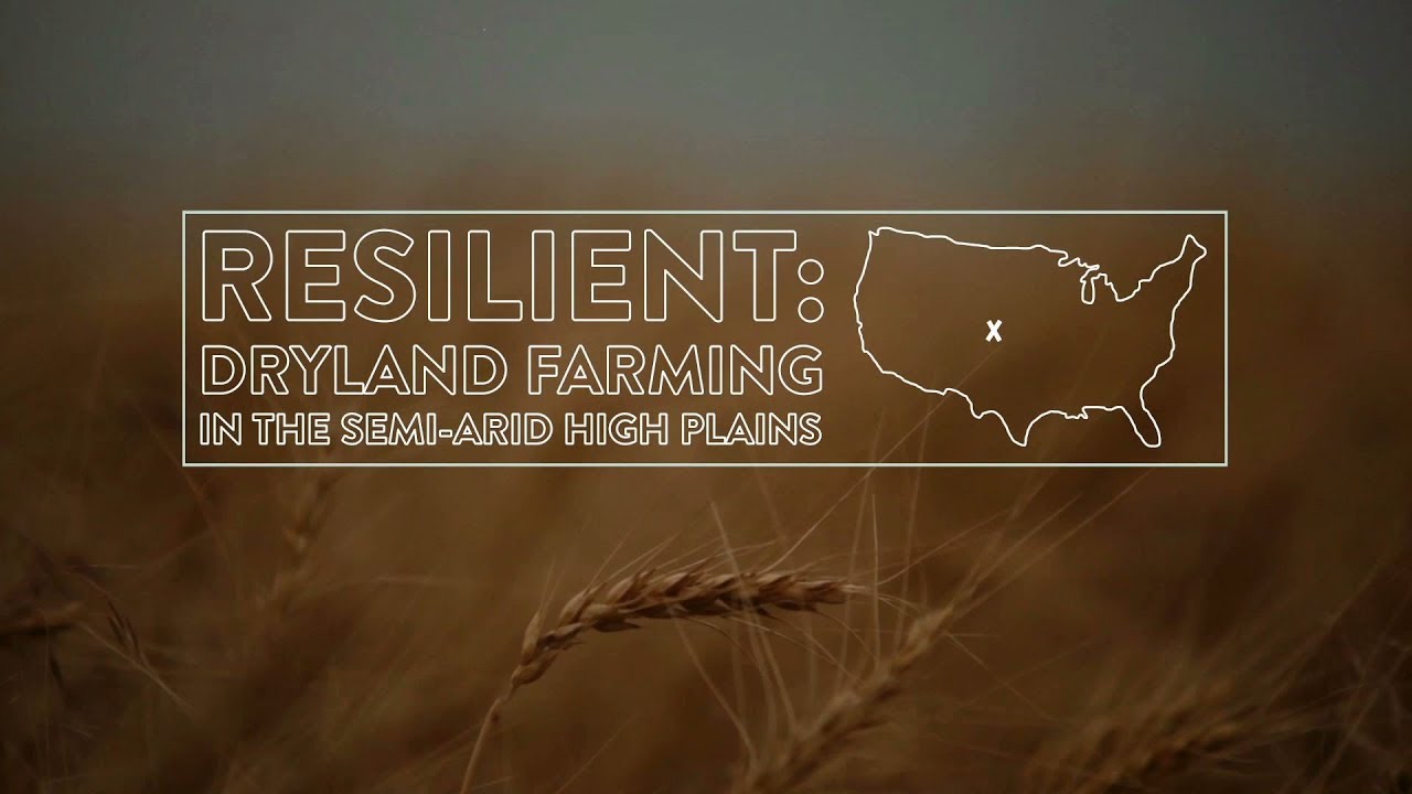 Resilient: Dryland Farming in The Semi-Arid High Plains