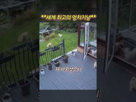 세계 최고의 멍치기 냥이 thumbnail