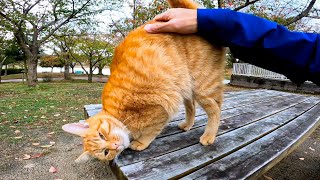公園のテーブルにいた茶トラ猫に腰トントンするとお尻を高々と上げて喜びを表現した