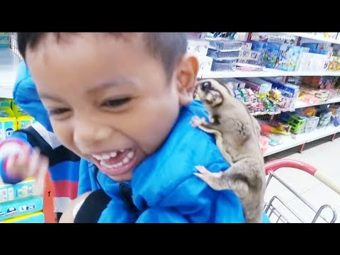 Zefa bermain dengan Kangguru Tupai sugar  glider hewan  lucu  