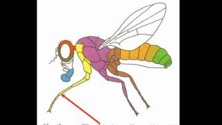 Celebrity A Kopp: Molecular genetics of sex-specific evolutionary innovations. Net Worth