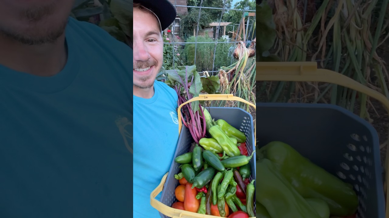 Summer Harvest, at Night 😉🌱
