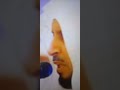 دعاء ومناجاة يصوت الشيخ سعد الغامدي 