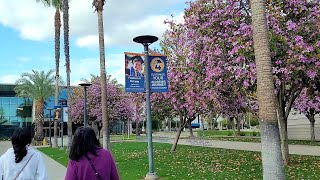 Admitted student self guided campus tour of California State University-Fullerton