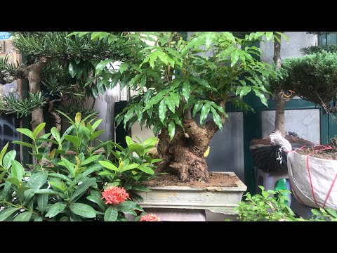 Video GỐC NHÃN RỪNG BONSAI QUÁI 3 TRIỆU - BÁO GIÁ LOẠT... - youtube