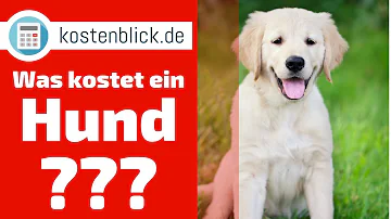 Wie viel kostet der günstigste Welpe?