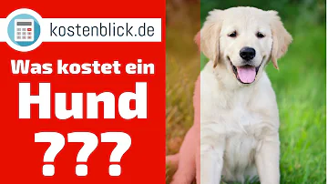 Was kostet ein Hund aus dem Tierheim in Deutschland?