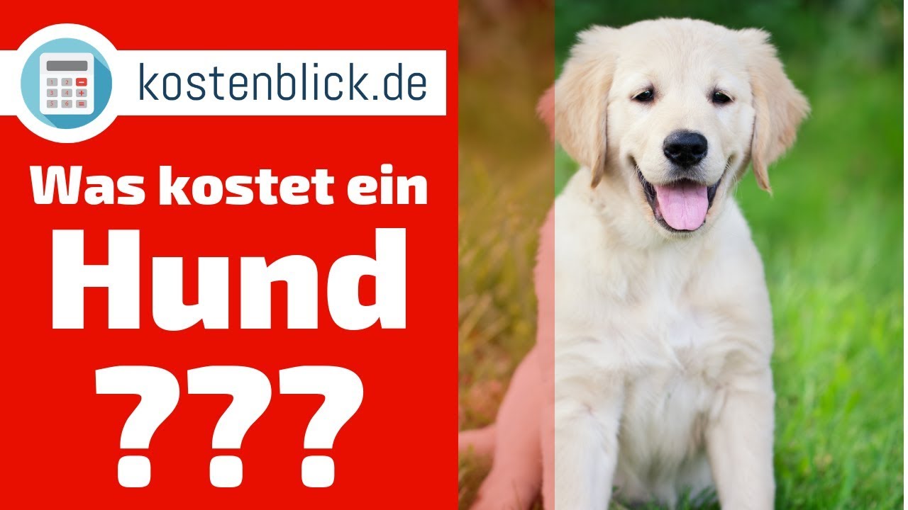 Was kostet ein Hund? - Alle Kosten und Wissenswertes im Überblick - YouTube