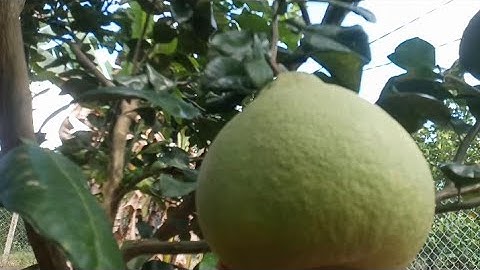 Chăm Sóc Bưởi RuBy Ruột Đỏ