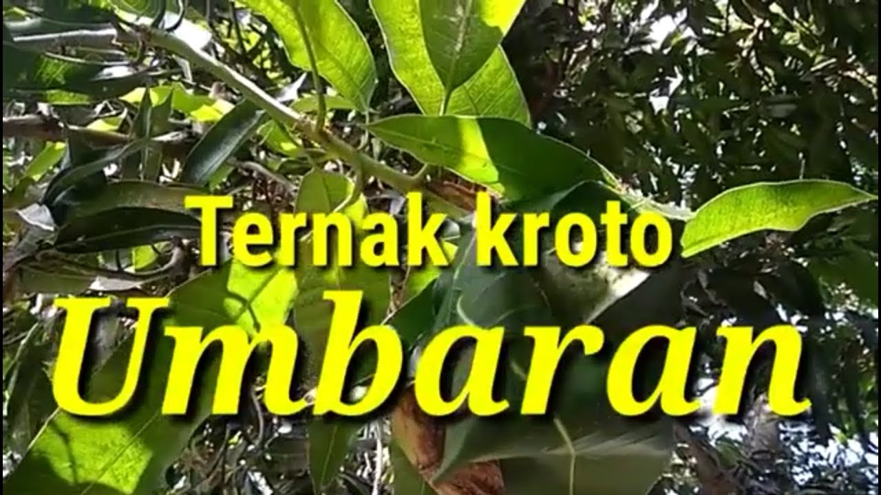 Ternak kroto umbaran.. Bukti semut rang rang makan hama tananam.