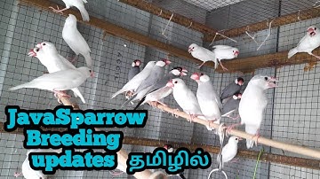 Java sparrow breeding updates in Tamil