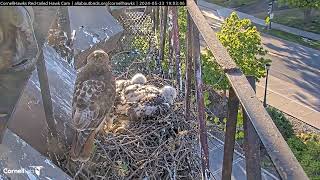 Cornell Red Tailed Hawks 05/23/2024 18:53