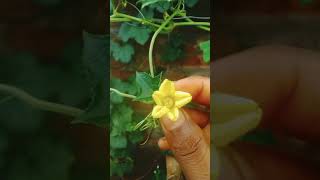 हाथ से परागण kaise kare 🌺#pollination#flowers #mygarden #gardening #shorts