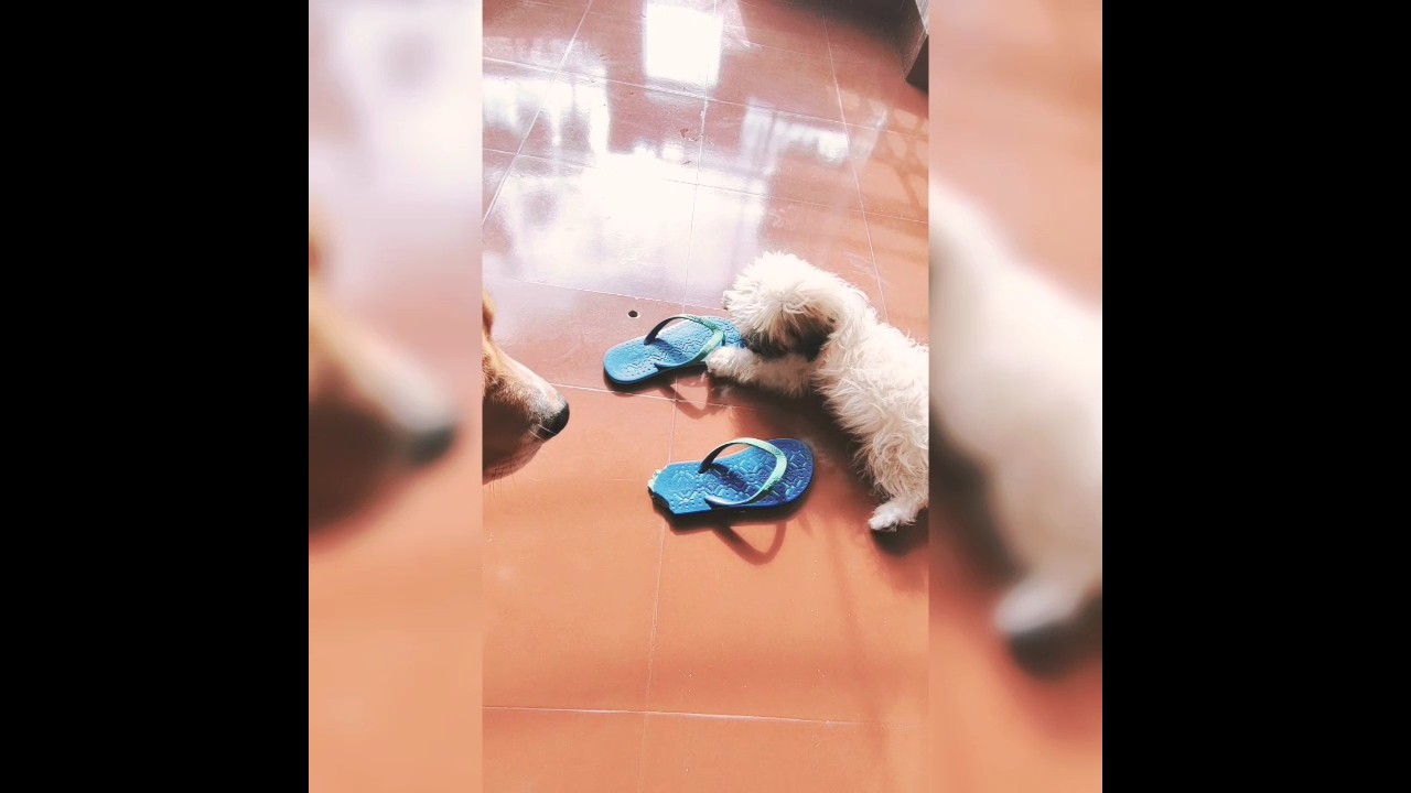 When your dogs destroy your slipper, and you're left with just a