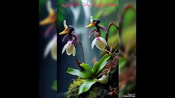 هذه زهرة نبات الأوركيد سبحان الله 