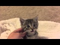 I chat with a 3 week old kitten