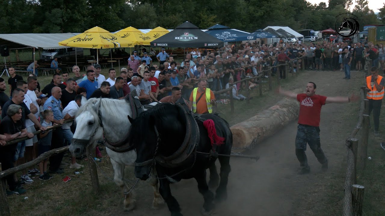 - DUCELJA ŠAMPION TEŠKE U TRNOPOLJU KOD ANĐELIĆA -