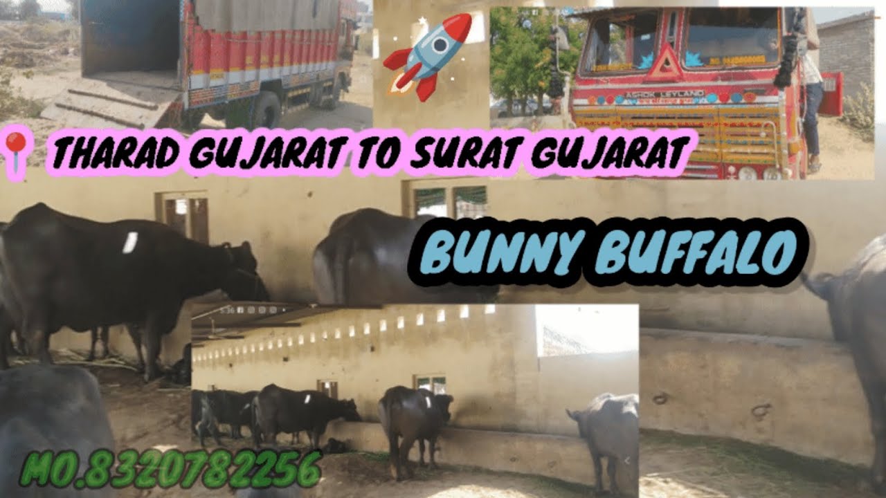 📍THARAD GUJARAT TO SURAT GUJARAT SOLD OUT BUNNY BUFFALO BEST 🦬 ORIGINAL JUNGLE NI BUFFALO 