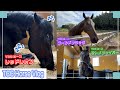 可愛い寝顔を大公開🐴💤＆メタセコイアと馬の森の近況報告📝｜TCCホースVlog