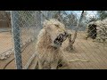Lion Roaring sound | scary sound | eesah vlog