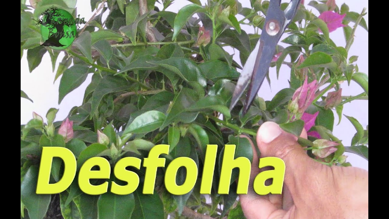 Desfolha de Bougainvillea