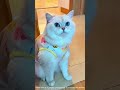 この猫の強盗はあなたに衝撃を与えます