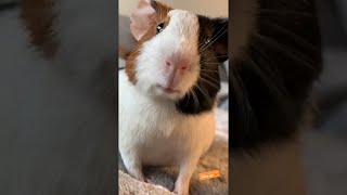 Guinea Pig Making Funny Sounds || ViralHog