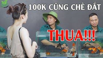 Thăm trại CÁ VÀNG tiền TỶ ngay trung tâm quận HÀ ĐÔNG - HÀ NỘI