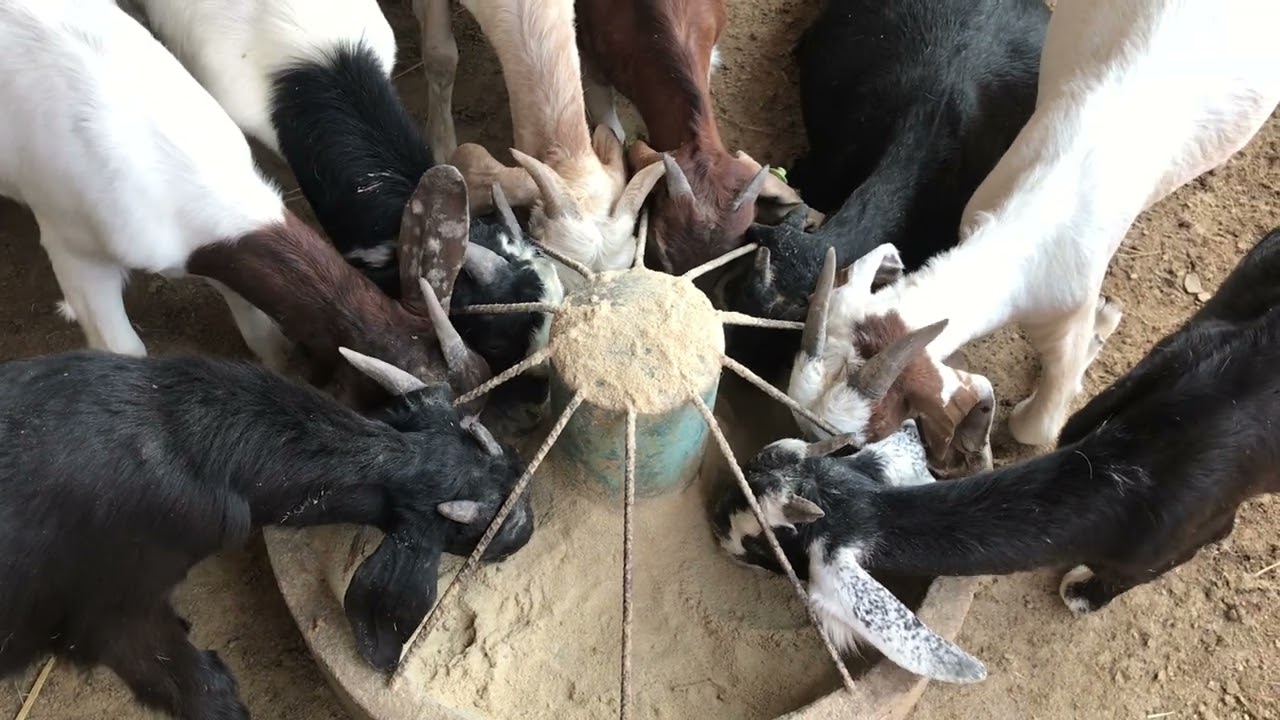 Farm raised coats and offering food