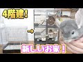 4階建のチンチラハウスにお引越し！さのす大喜び！