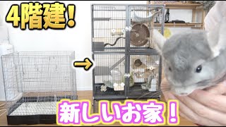 4階建のチンチラハウスにお引越し！さのす大喜び！