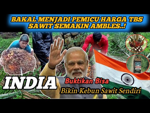 NEGARA INDIA BERENCANA BIKIN KEBUN SAWIT SENDIRI, harga sawit Hari ini class=