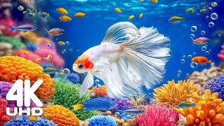 Underwater Coral Kingdom 4K UHD – Colorful Marine Life & Peaceful Aquarium Sleep Ambience Music