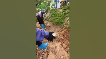 kỹ thuật bón phân cho cây ổi